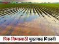 Pikvima मागच्या वर्षीच्या पीक विम्याचे पैसे आता आले शेतकऱ्यांच्या खात्यावर - Marathi News | Pikvima: Last year's crop insurance money has now arrived in farmers account | Latest agriculture News at Lokmat.com