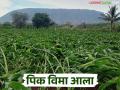 Pik Vima : या जिल्ह्यातील पिक विम्याचे पैसे आले, पुढील आठवड्यात जमा होणार शेतकऱ्यांच्या खात्यावर - Marathi News | Pik Vima: Crop insurance money has arrived in this district, it will be deposited in the farmers' accounts next week | Latest agriculture News at Lokmat.com