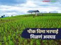 शेतकऱ्यांना पीक विमा नुकसानभरपाई मिळणं झालं अवघड; 'या' दोन निकषांमुळे मिळणार नाही मदत - Marathi News | It has become difficult for farmers to get crop insurance compensation; They will not get help due to 'these' two criteria | Latest agriculture News at Lokmat.com