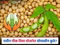 नवीन पिक विमा योजनेत 'या' जिल्ह्यातील सोयाबीन पीक वगळले, वाचा सविस्तर - Marathi News | Latest News Navin Pik Vima Yojana Soybean crop in 15 district excluded from new crop insurance scheme | Latest agriculture News at Lokmat.com