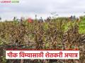 पीकविमा योजनेतील एस-टेक्नॉलॉजीमुळे ५२ हजार शेतकरी विम्यासाठी अपात्र; काय आहे प्रकरण? वाचा सविस्तर - Marathi News | 52 thousand farmers ineligible for insurance due to S-technology in crop insurance scheme; What is the matter? Read in detail | Latest agriculture News at Lokmat.com