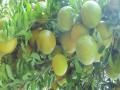एक रुपयात पीक विमा; ‘जीआर’ येणार कधी?  - Marathi News | Crop insurance for one rupee, when will 'GR' come? | Latest nagpur News at Lokmat.com