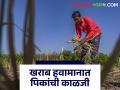 Farming Tips :  खराब हवामानात तुमची पिके कशी वाचवायची, 'या' पाच महत्त्वाच्या टिप्स - Marathi News | Latest News Farming Tips How to save your crops in bad weather, these five important tips | Latest agriculture News at Lokmat.com