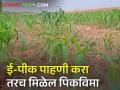 रब्बी हंगामासाठी ई-पीक पाहणी सुरु - Marathi News | E-Peak pahani inspection for Rabi season begins start | Latest agriculture News at Lokmat.com