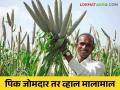 Crop Production Competition: पीक जोमात वाढवा अन् भरघोस बक्षिसं जिंका.. आजच व्हा स्पर्धेत सहभागी - Marathi News | Increase crop production and win huge prizes.. Join this competition today | Latest agriculture News at Lokmat.com
