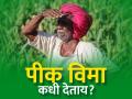 राज्य अन् केंद्राने विमा हप्त्याची रक्कम जमाच केली नाही - Marathi News | State and Center have not deposited the amount of insurance premium | Latest agriculture News at Lokmat.com