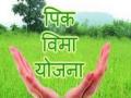 शेतकऱ्यांना १५ कोटींची पीकविमा भरपाई जमा - Marathi News | 15 crore crop insurance compensation to farmers | Latest sindhudurga News at Lokmat.com