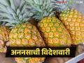 संयुक्त अरब अमिरातीच्या बाजारपेठेत अननसाची पहिली खेप रवाना - Marathi News | First batch of pineapples sent to UAE market | Latest agriculture News at Lokmat.com
