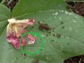 कापूस पिकावर गुलाबी बाेंडअळीची चाल! - Marathi News | Pink Bollworm on cotton crop! | Latest akola News at Lokmat.com