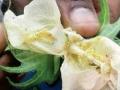 अमावस्येनंतर कपाशीवर गुलाबी बोंडअळीचे आक्रमण वाढले ! - Marathi News | Pink Bollworm Attack On Cotton Increases | Latest akola News at Lokmat.com
