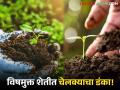 Poison-free Farming : कमी खर्च, जास्त उत्पादन; चेलक्यातील शेतकऱ्यांचा विषमुक्त प्रयोग यशस्वी वाचा सविस्तर - Marathi News | latest news Poison-free Farming: Low cost, high production; Farmers in Chelkya's poison-free experiment successful Read in detail | Latest agriculture News at Lokmat.com