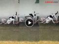Video - पिटबुल बनला सुपरहिरो! किंग कोब्राशी झुंज देऊन वाचवला लहान मुलांचा जीव - Marathi News | video pitbull dog killed king cobra by thrashing it saved the lives of children | Latest social-viral News at Lokmat.com