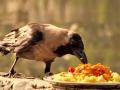 काकस्पर्श, काकदृष्टीचे पितृपक्षात हे आहे महत्त्व... - Marathi News | importance of crow in pitru paksha | Latest adhyatmik News at Lokmat.com