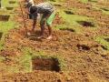 वृक्ष लागवडीचे उद्दिष्ट ६५ लाख; खड्डे ६२ लाख! - Marathi News |  Tree plantation aims 65 million; 62 million pits! | Latest akola News at Lokmat.com