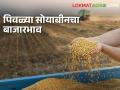 Soyabean Bajarbhav : लातूर बाजारात सोयाबीनला सर्वाधिक भाव मिळाला, वाचा सविस्तर बाजारभाव  - Marathi News | Latest News Todays Soyabean Market price in latur market yard check here bajarbhav | Latest agriculture News at Lokmat.com