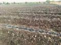 पावसाने पाठ फिरवल्याने भाजीपाला लागवडीची पाच कोटी रोपे करपली - Marathi News | As the rain turns back, vegetable burnt five crore seedlings of cultivation | Latest latur News at Lokmat.com