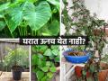 बाल्कनीतच काय खिडकीतही ऊन येत नाही? मग सावलीत कोणती झाडं लावायची, घ्या यादी.. - Marathi News | Monsoon gardening : how to grow plants in less sunlight | Latest sakhi News at Lokmat.com