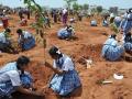 वृक्षलागवडीत २९ जिल्ह्यांवर लाल शिक्का - Marathi News | Plantation; 29 district not completed target | Latest akola News at Lokmat.com
