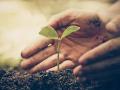 अकोला जिल्ह्यात आजपासून वृक्ष लागवड! - Marathi News | Plantation campaing in Akola district from today! | Latest akola News at Lokmat.com