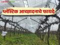 Grape Crop Cover : द्राक्ष बागेवर प्लॅस्टिक आच्छादन टाकल्यास काय-काय फायदे होतात? वाचा सविस्तर  - Marathi News | Latest News Grape Crop Cover What are benefits of putting plastic cover on grape farming Read in detail  | Latest agriculture News at Lokmat.com