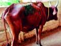 अबब... गाईच्या पाेटातून काढले ८० किलाे प्लास्टिक - Marathi News | Surprise ... 80 kg of plastic was removed from the cow's stomach | Latest nagpur News at Lokmat.com