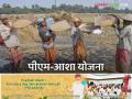 PM Asha Scheme : पीएम-आशा योजनेबाबत केंद्र सरकारचा मोठा निर्णय, 'या' शेतकऱ्यांना फायदा  - Marathi News | Latest News Central government's big decision regarding PM-ASHA scheme see details | Latest agriculture News at Lokmat.com