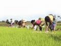 पीएम-किसानमध्ये अपात्र शेतकऱ्यांना १,३६४ कोटी - Marathi News | 1,364 crore to ineligible farmers in PM-Kisan | Latest national News at Lokmat.com