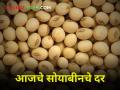 Soybean Rates : नव्याने आवक होत असलेल्या सोयाबीनला किती मिळतोय दर? - Marathi News | Soybean Rates: How much is the rate of newly imported soybeans? | Latest agriculture News at Lokmat.com