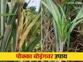 Poka Boing in Sugarcane : ऊस पिकामध्ये वाढतोय पोक्का बोइंग रोगाचा प्रादुर्भाव करा हे उपाय - Marathi News | Poka Boing in Sugarcane : Control measures for poka boing disease in sugarcane crop | Latest agriculture News at Lokmat.com