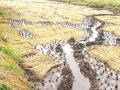 पोलादपूरमध्ये ८६ लाख १६ हजारांचे नुकसान - Marathi News | Damage of Rs | Latest raigad News at Lokmat.com