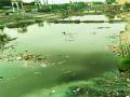 अलंकापुरीत इंद्रायणीला प्रदूषणाचे ग्रहण - Marathi News | Acupuncture of Indranani pollution in Andhra Pradesh | Latest pune News at Lokmat.com