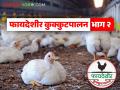 Poultry Farming : तुम्हाला कोंबडीपालन सुरु करायचंय, 'या' चार प्रकारे करता येईल! वाचा सविस्तर - Marathi News | Latest News Poultry farming four ways to start chicken farming business Read in detail | Latest agriculture News at Lokmat.com