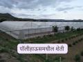 पॉलीहाऊसमध्ये 'ही' पिके सर्वात जास्त नफा मिळवून देतील? जाणून घ्या सविस्तर  - Marathi News | Latest news Will 'these' crops yield highest profits in polyhouses Know in detail | Latest agriculture News at Lokmat.com