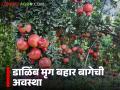 डाळिंब बागेच्या फळ वाढ आणि पक्वतेच्या अवस्थेत या गोष्टी करा, वाचा सविस्तर  - Marathi News | Latest News Do these things during the fruit growth and ripening stage of the pomegranate orchard, read in detail | Latest agriculture News at Lokmat.com