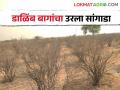 झळा दुष्काळाच्या; डाळिंब बागांचा खराटा, लाखो रुपयांचा फटका - Marathi News | drought update; Pomegranate orchards destroyed by water shortage, loss of lakhs rupees | Latest agriculture News at Lokmat.com