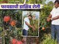 Pomegranate Farming : सेवानिवृत्त शिक्षकाने माळरानावर फुलवली शरद किंग डाळिंब करतायत लाखोंची कमाई - Marathi News | Retired teacher earns lakhs by growing Sharad King pomegranates on barren lands | Latest agriculture News at Lokmat.com