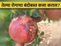 oily spot डाळिंबावरील तेल्या रोगाची लक्षणे आणि व्यवस्थापन - Marathi News | Symptoms and management of oily spot disease on pomegranate | Latest agriculture News at Lokmat.com