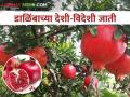 Pomegranate Variety डाळिंब लागवड करताय.. कोणती जात निवडाल? - Marathi News | Pomegranate Variety: Planting Pomegranate.. Which variety to choose? | Latest agriculture News at Lokmat.com