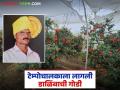 डाळिंब वाहतूक करणाऱ्या टेम्पो ड्रायव्हरला लागली शेतीची गोडी; दीड एकर बागेतून घेतले १५ लाखांचे उत्पन्न - Marathi News | A tempo driver who transports pomegranates got interested in farming; earned an income of 1.5 lakhs from a one and a half acre orchard | Latest agriculture News at Lokmat.com
