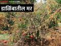 डाळिंब पिकातील ह्या रोगावर करा वेळीच नियंत्रण - Marathi News | Control this disease in pomegranate crop in time | Latest agriculture News at Lokmat.com