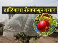 डाळिंब बागा वाचवण्यासाठी कापडाचे आच्छादन - Marathi News | Cloth cover to save pomegranate orchards | Latest agriculture News at Lokmat.com