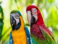15 लाख रुपयांचे दोन पोपट चोरीला; शोधण्यासाठी पोलिसांचे पथक रवाना - Marathi News | Two parrots worth Rs 15 lakh stolen; A police team was dispatched to find out | Latest national News at Lokmat.com