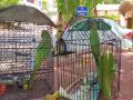 ...अन भिमवाडीतील तिघा पोपटांची मुक्तता - Marathi News | ... release of three parrots from An Bhimwadi | Latest nashik News at Lokmat.com