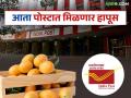 Hapus in Post : आता पोस्टातून मिळणार अस्सल सेंद्रिय हापूस आंब्याची पेटी - Marathi News | Hapus in Post : Now you will get a box of authentic organic Hapus mangoes through the post | Latest agriculture News at Lokmat.com