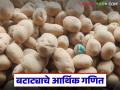 Potato Cultivation : बटाट्याच्या भावात घसरण; अर्धा एकर लागवडीवर शेतकऱ्याला तोटा - Marathi News | latest news Potato Cultivation: Fall in potato prices; Farmers suffer losses on half an acre of cultivation | Latest agriculture News at Lokmat.com