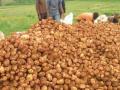 राज्यात बटाट्याचे १०० कोटींचे नुकसान! - Marathi News | 100 crore loss of potato in the state! | Latest akola News at Lokmat.com