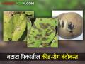बटाटा पिकातील कीड व रोगांचे एकात्मिक व्यवस्थापन कसे कराल? - Marathi News | How to do integrated management of pests and diseases in potato crop? | Latest agriculture News at Lokmat.com