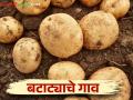 Potato Farming : यंदा टाकळी राजेरायमध्ये ४०० एकर क्षेत्रावर बटाट्याची लागवड - Marathi News | Potato Farming: Potato cultivation on 400 acres in Takli Rajera this year | Latest agriculture News at Lokmat.com