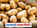Potato Market: महाशिवरात्रीच्या पूर्वसंध्येला बटाट्याची आवक किती; कसा मिळाला दर ते वाचा सविस्तर - Marathi News | Potato Market: latest news How much potato arrival on the occasion of Mahashivratri; Read in detail how to get the rate | Latest agriculture News at Lokmat.com
