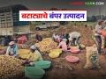 बटाट्याचे बंपर उत्पादन; टाव्हरे बंधूंनी एका बियाण्याच्या पिशवीमागे काढले सुमारे वीस पिशव्या उत्पादन - Marathi News | Potato bumper production; Tavhare brothers produce around twenty bags from one bag of seeds | Latest agriculture News at Lokmat.com